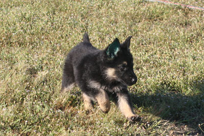 Pheonix vom GerdesHaus - GSD Female - German Shepherd
